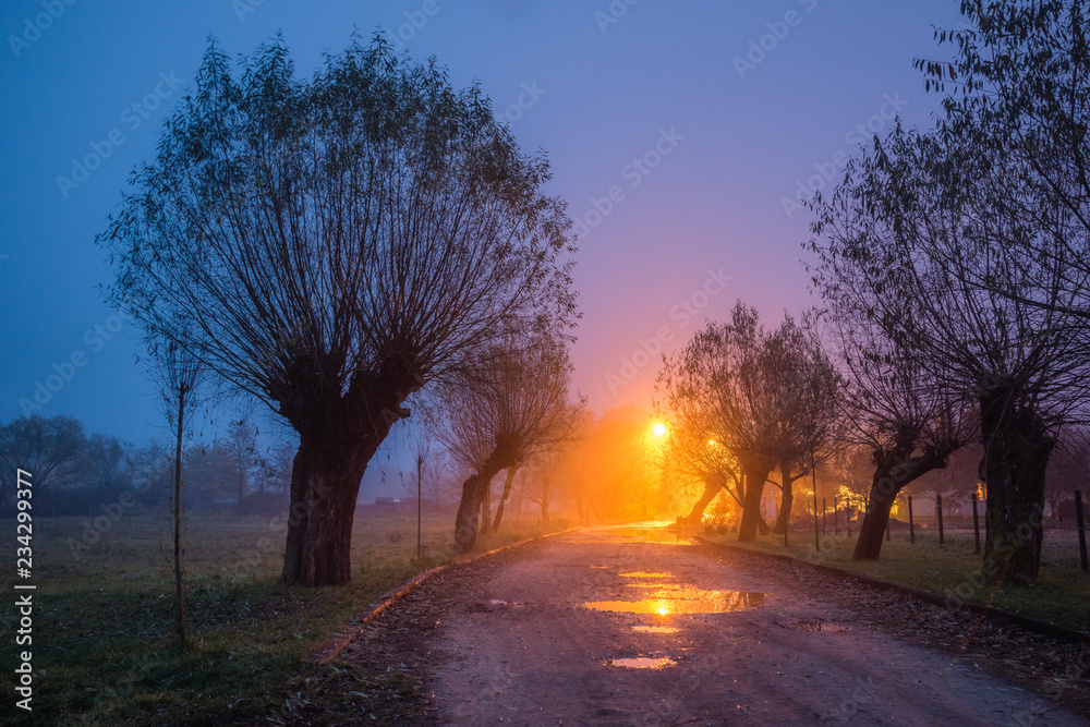 Road between willows somewhere in Masovia, Poland