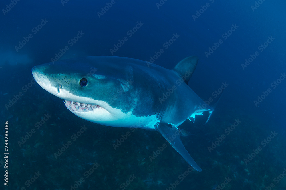 Fototapeta premium Great White shark swims