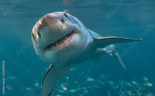 Great white shark with teeth photo