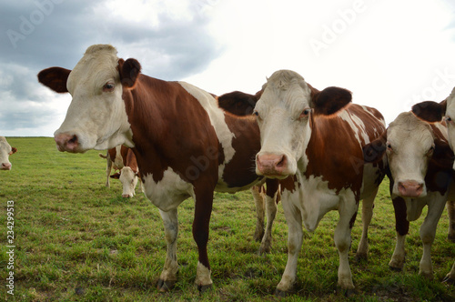 A herd of dairy cows  or dairy cattle in a green pasture. Montbeliarde breed cows.