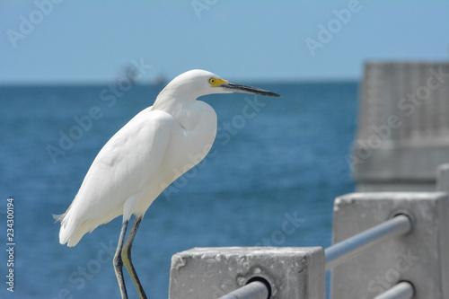 Snowy Egret perched on a fishing pier in St. Petersburg  Florida.