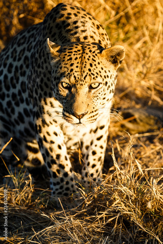Leopard  Panthera pardus   sitzt im hohen Gras  Blick in die Kamera