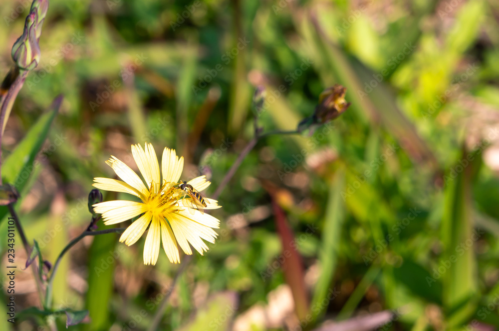 Obraz premium flower and bee