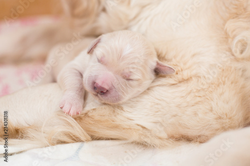 Portrait of cute Sleeping white newborn puppy of golden retriever © Anastasiia