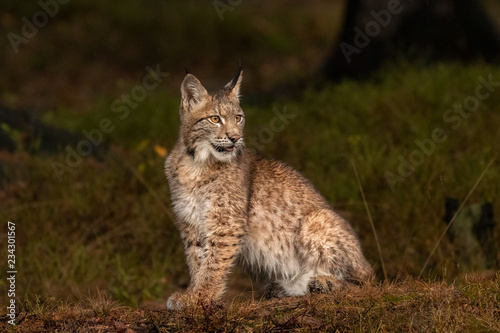 Amazing cute young lynx cub in autumn wet forest. Beautiful, endangered animal species. Unusual sight. Lovely mammal. Rare sight, very precious, gorgeous animal.