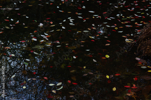 Autumnleaves on water