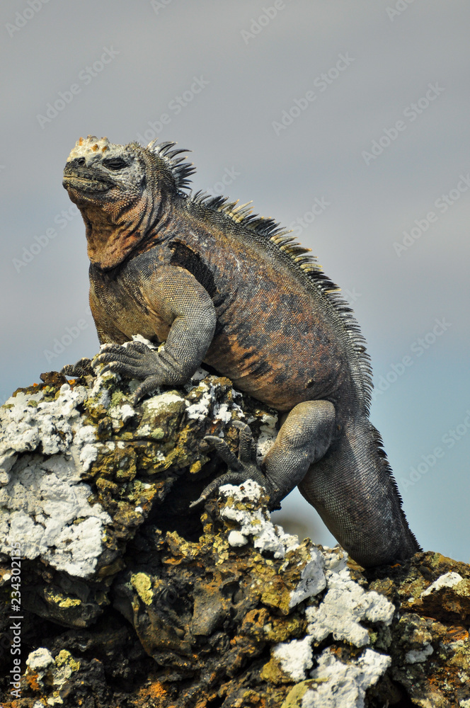 Fototapeta premium A marine Iguana