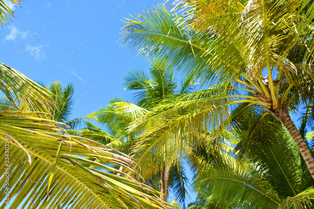Fototapeta premium palm, tree, sky, tropical, coconut, beach, nature, blue, summer, trees, palm tree, green, palms, travel, sea, vacation, leaf, exotic, palm trees, island, blue sky, sun, plant, paradise, holiday