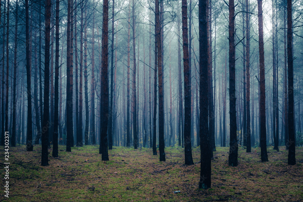 Fototapeta premium Forest in foggy morning somewhere in Masovia, Poland