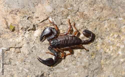 Scorpion on the wall © samards