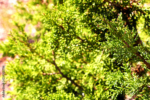 Detail of Sequoiadendron giganteum, giant sequoia, giant redwood photo