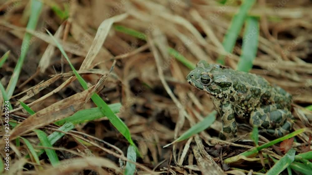 Frog of green color sits in green grass Frog of green color sits in green grass