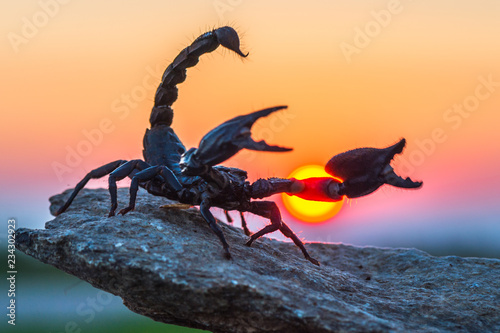 Emperor scorpion is a species of scorpion native to rainforests and savannas in West Africa. It is one of the largest scorpions in the world and lives for 6–8 years. © vaclav