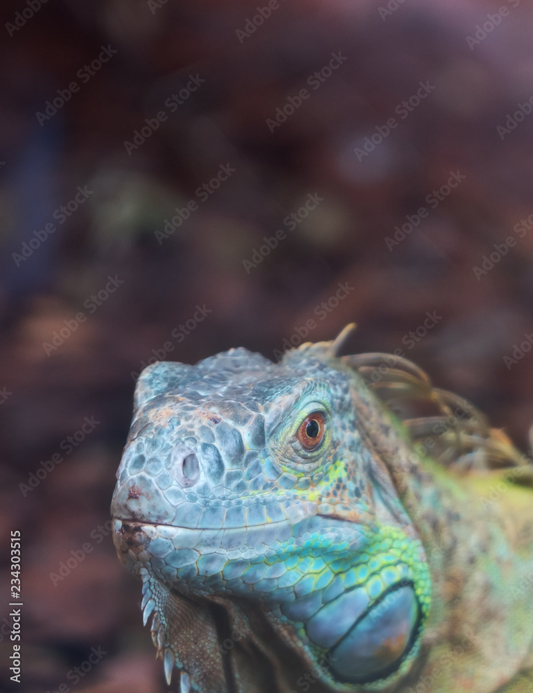 Obraz premium Portrait view of Common green iguana.