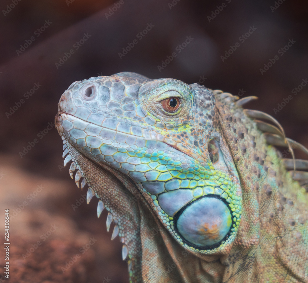 Fototapeta premium Portrait view of Common green iguana.