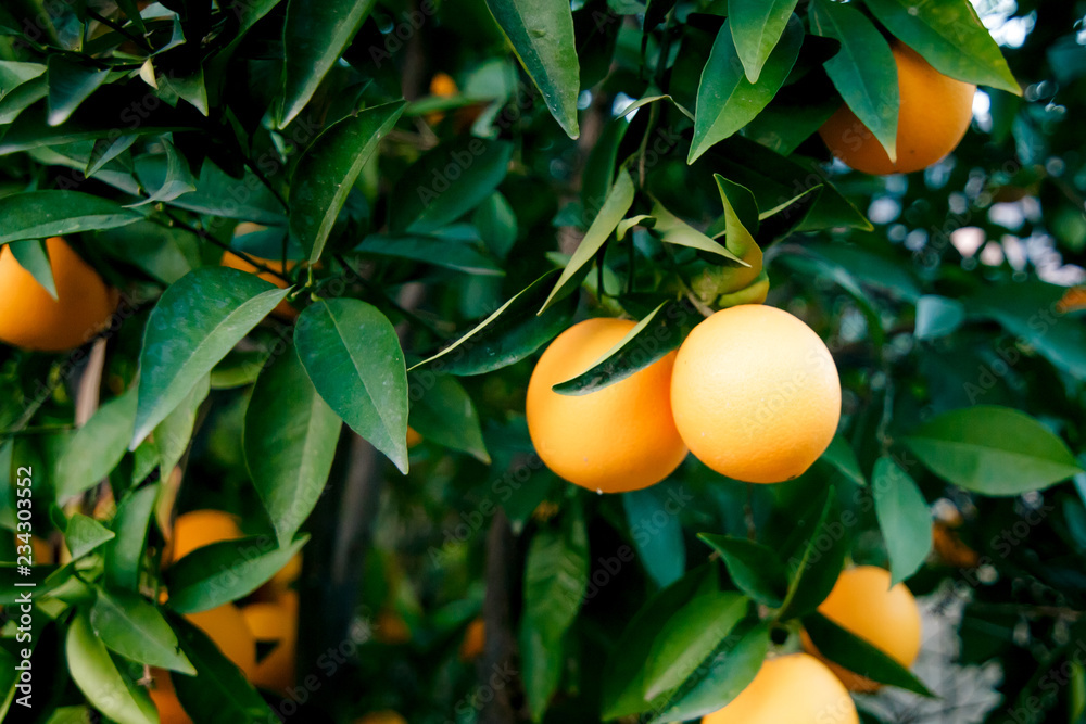 Ripe oranges on a branch in the garden. Concept of natural fruits and citrus. Ripe oranges on a branch in the garden. Concept of natural fruits and citrus.