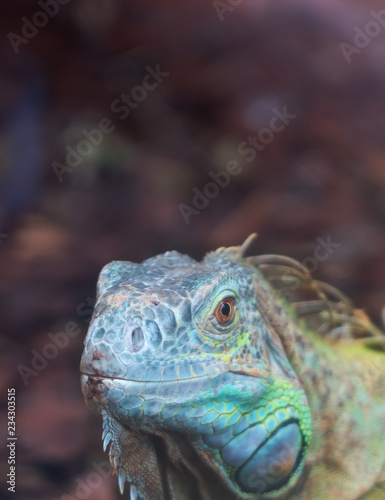 Portrait view of Common green iguana.