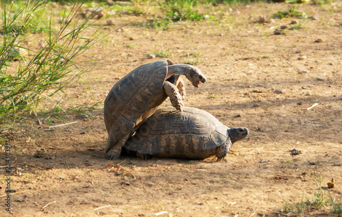 Turtles make love in the national park.