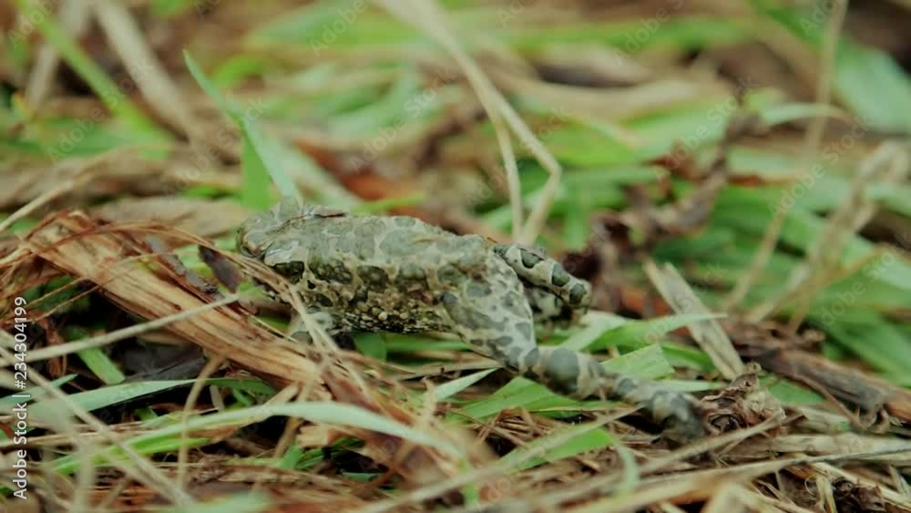 Frog of green color sits in green grass Frog of green color sits in green grass