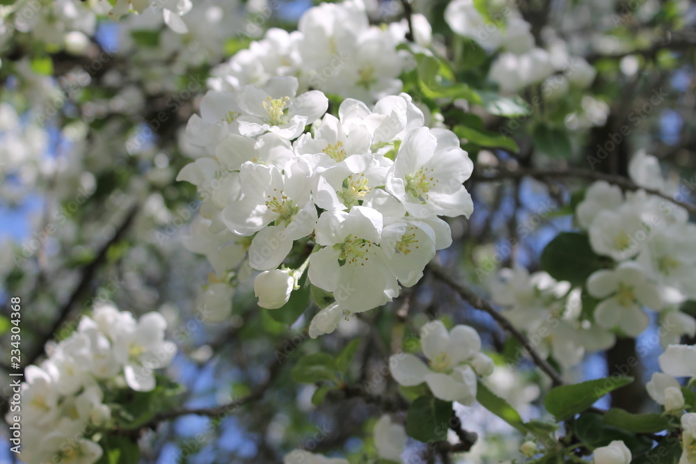 blooming cherry tree blooming cherry tree