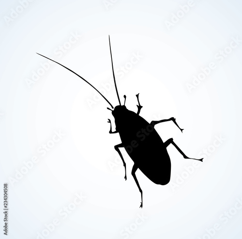 Cockroach. Vector drawing