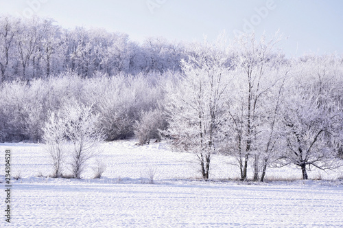 snowy landscape with trees