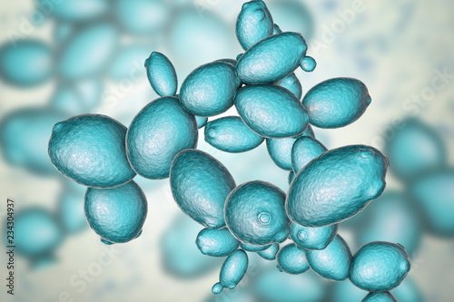 Saccharomyces cerevisiae yeast photo