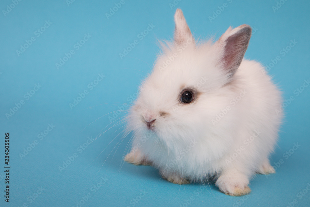 Baby cute rabbit Baby cute rabbit