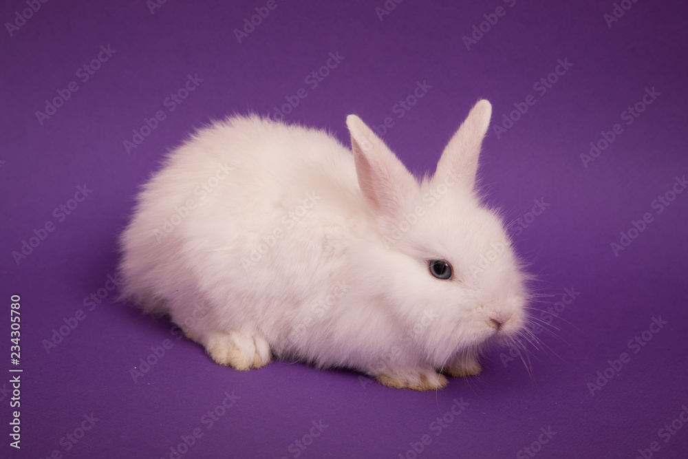 Baby cute rabbit Baby cute rabbit