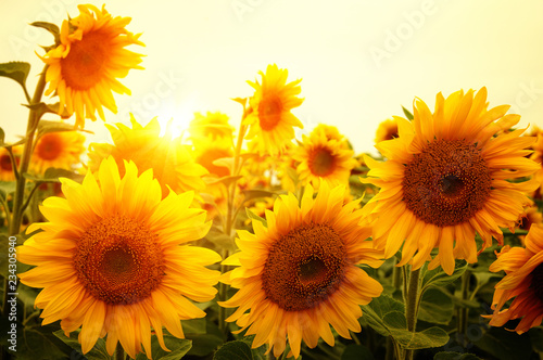 Fototapeta Naklejka Na Ścianę i Meble -   sunflowers and sun