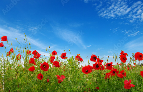Red poppies on field © Alekss