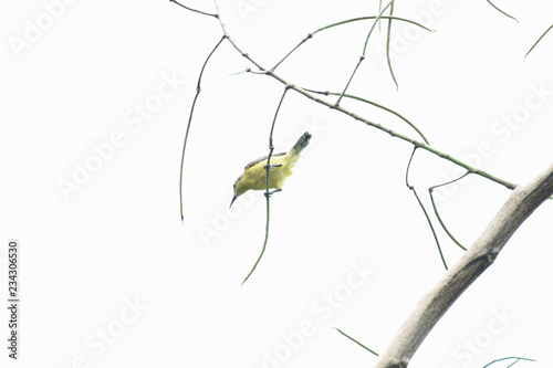 Female olive - backed sunbird