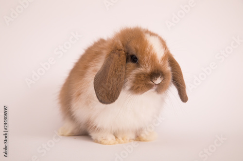 Baby cute rabbit