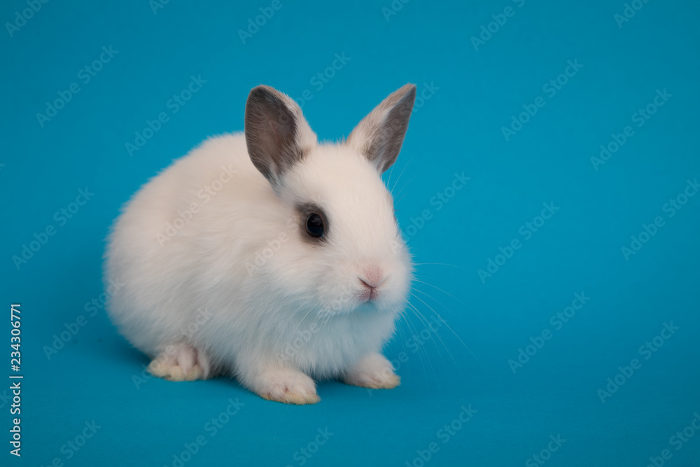 Baby cute rabbit Baby cute rabbit