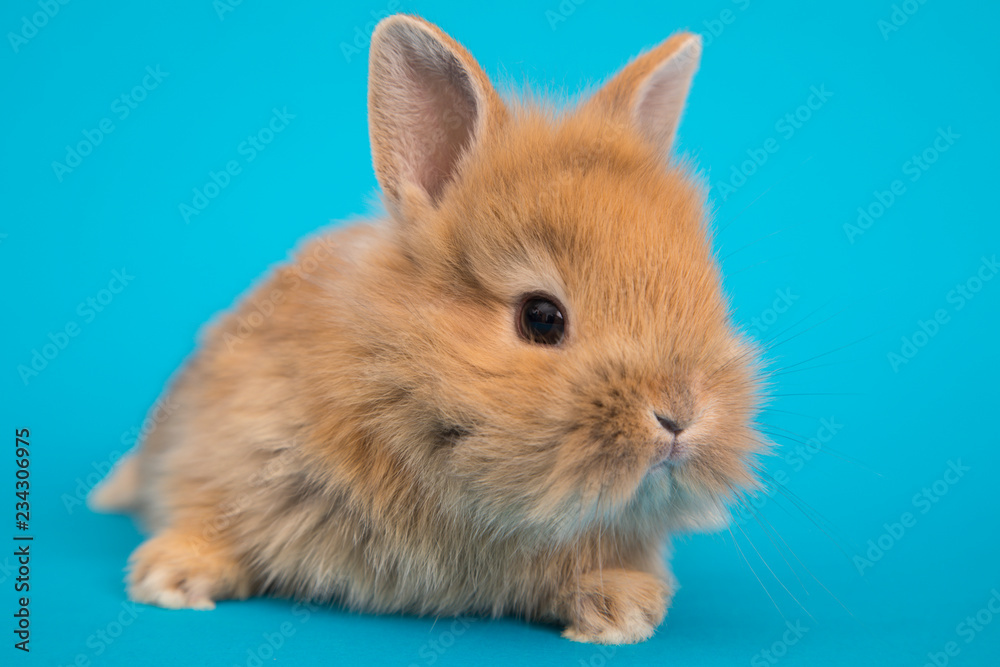 Obraz premium Baby cute rabbit