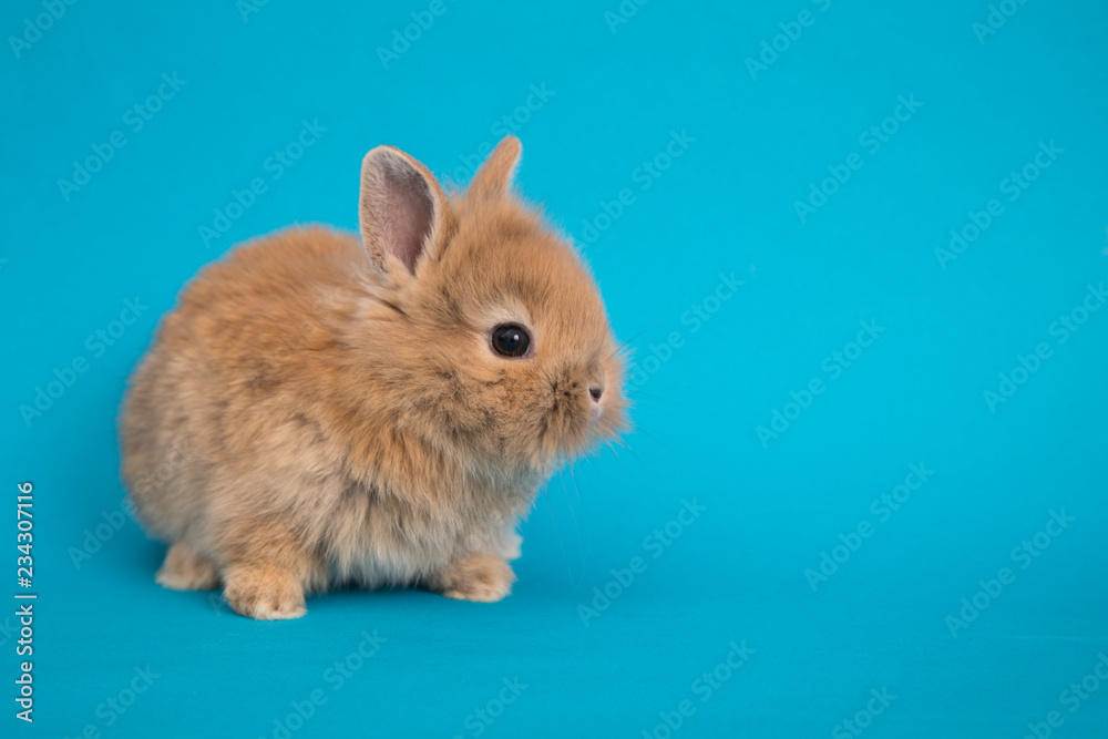 Baby cute rabbit Baby cute rabbit