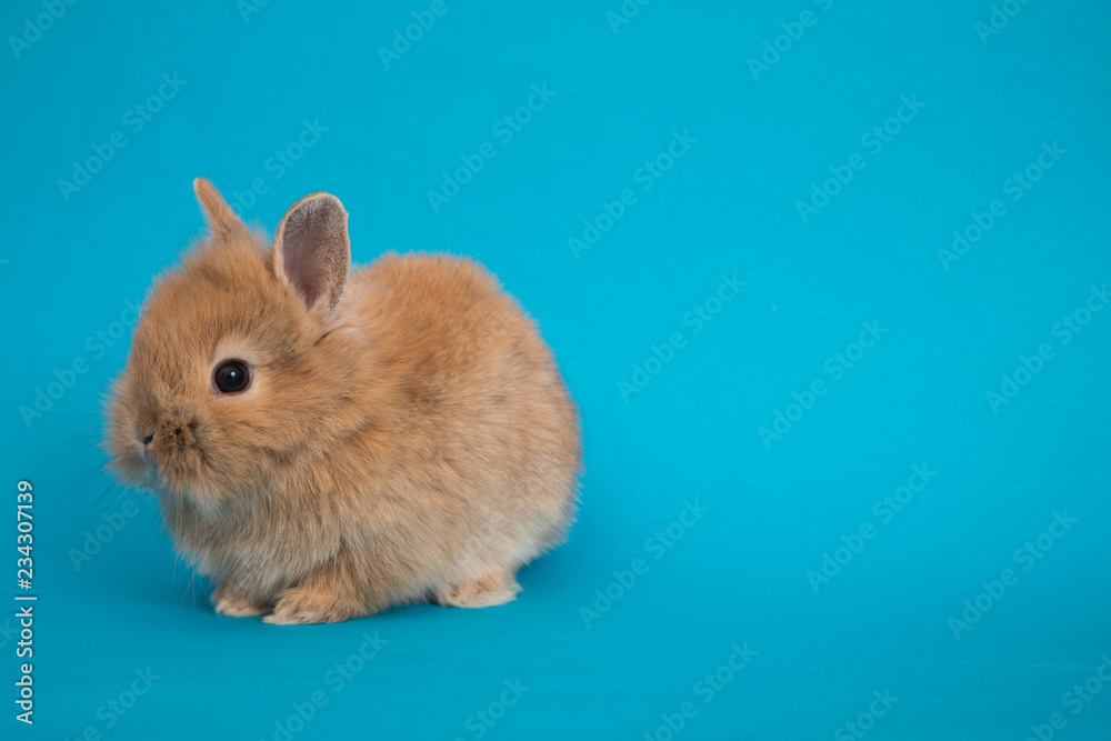 Baby cute rabbit Baby cute rabbit