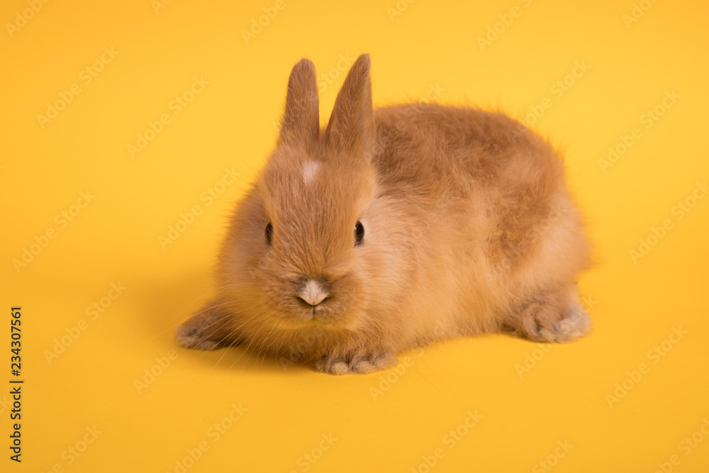 Obraz premium Baby cute rabbit
