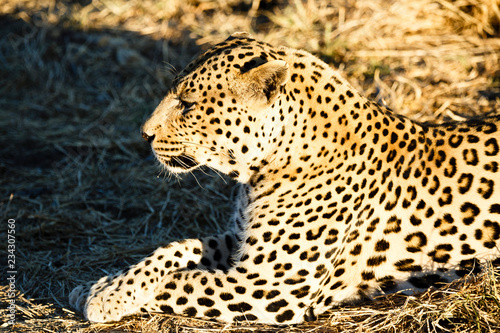 Leopard  Panthera pardus   Tierportrait  liegt im Gras