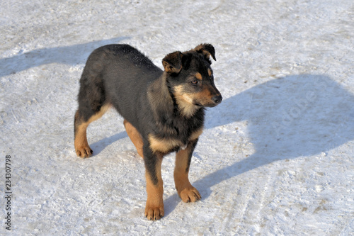 German shepherd puppy at winter