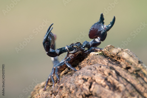 Emperor scorpion is a species of scorpion native to rainforests and savannas in West Africa. It is one of the largest scorpions in the world and lives for 2-3 years.