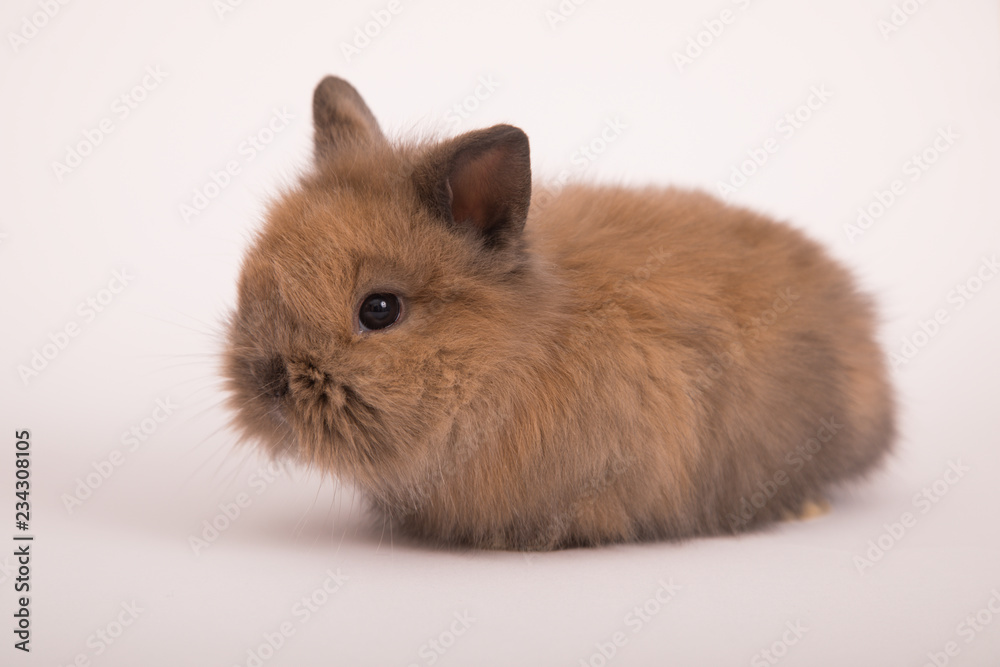 Baby cute rabbit