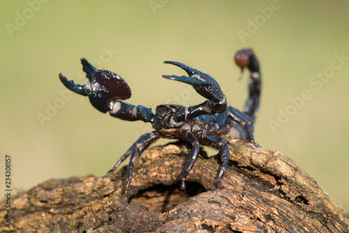 Emperor scorpion is a species of scorpion native to rainforests and savannas in West Africa. It is one of the largest scorpions in the world and lives for 2-3 years. © vaclav