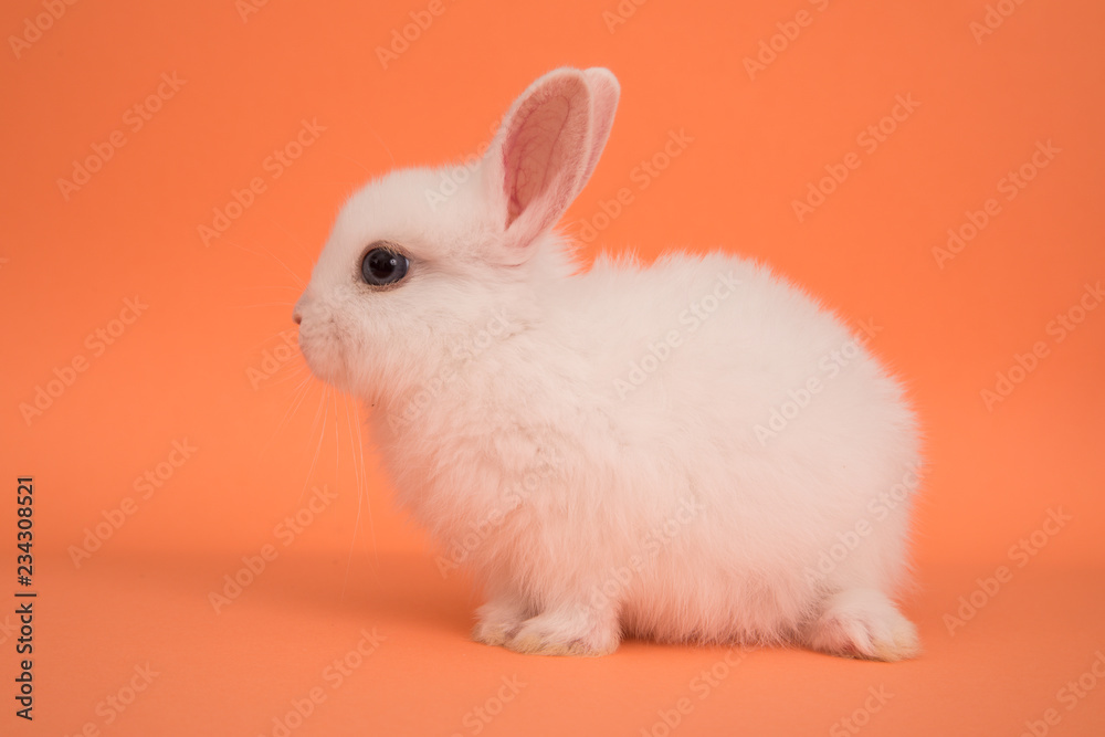 Obraz premium Baby cute rabbit