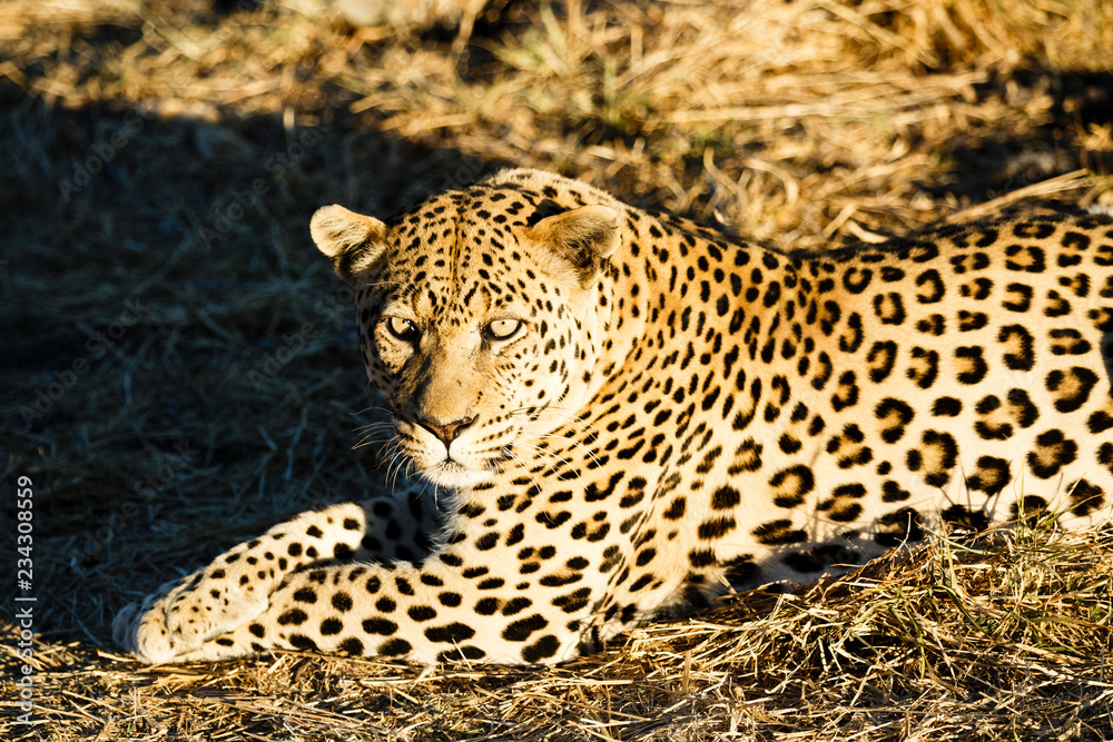 Naklejka premium Leopard (Panthera pardus), Tierportrait, liegt im Gras