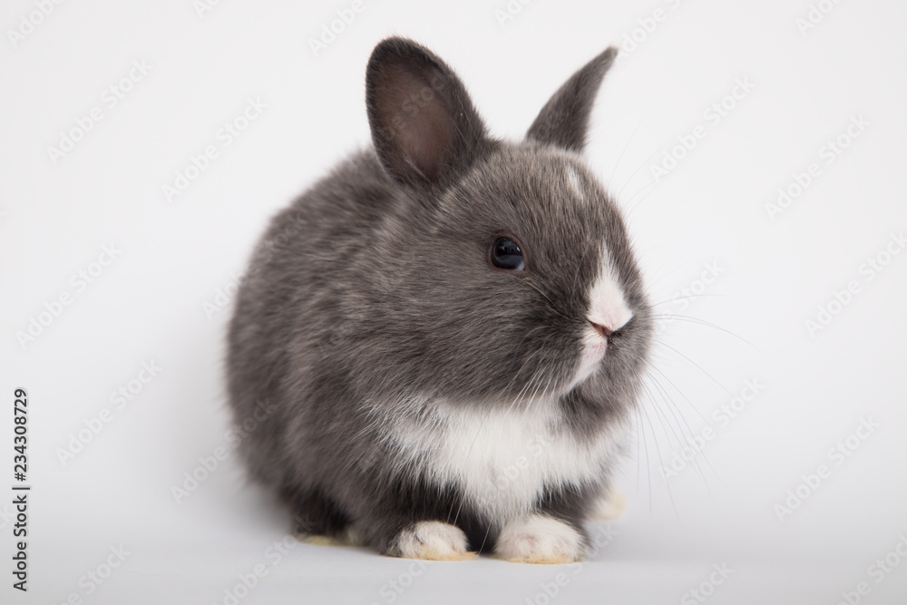 Baby cute rabbit