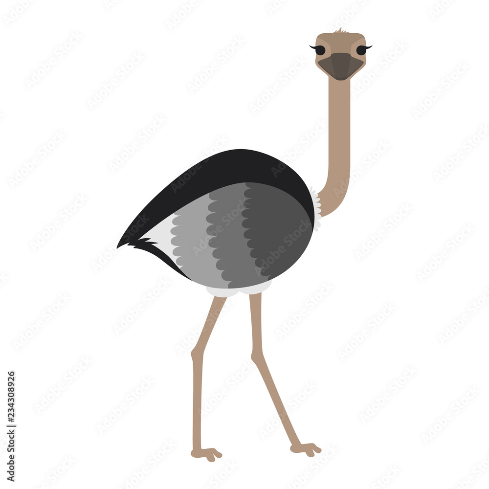 Ostrich animal from the safari. Bird creature Stock Vector | Adobe Stock