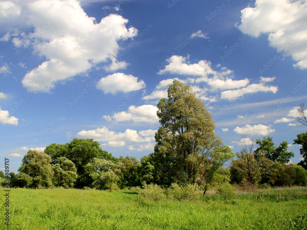 View of the meadow, trees and sky in a sunny day View of the meadow, trees and sky in a sunny day