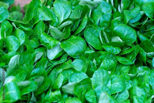 Raw fresh green baby spinach leaves background close up.Top view flat lay.Spinach green leaf from the garden for sale at local farmers market or Gourmet supermarket.Agriculture Business Concept.