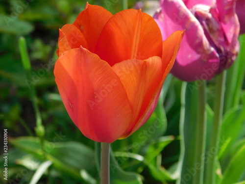 Tulip